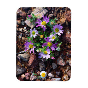 Magnet Flexible Fleurs sauvages