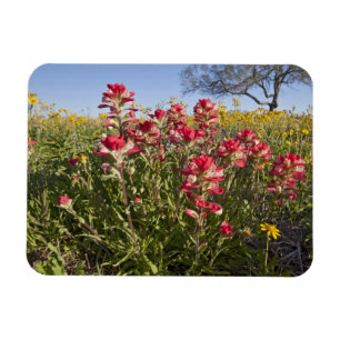 Magnet Flexible Fleurs sauvages au bord de la route au Texas, prin