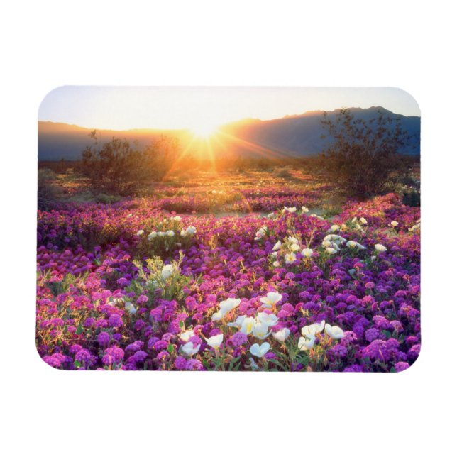 Magnet Flexible Fleurs sauvages au coucher du soleil | Anza-Borreg (Horizontal)