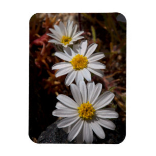 Magnet Flexible Fleurs sauvages de l'étoile du désert