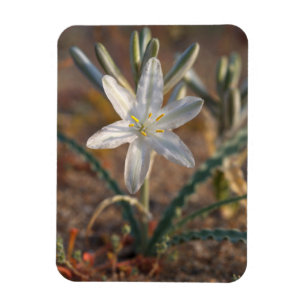 Magnet Flexible Fleurs sauvages de lys du désert