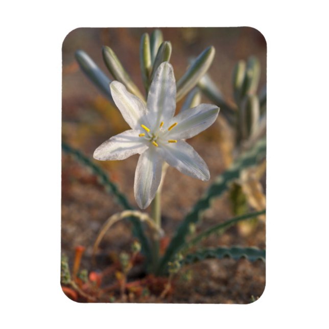 Magnet Flexible Fleurs sauvages du désert Lily (Vertical)