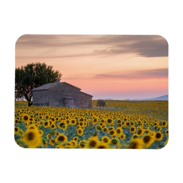 Magnet Flexible Fleurs | Sunflower Field Provence, France (Horizontal)