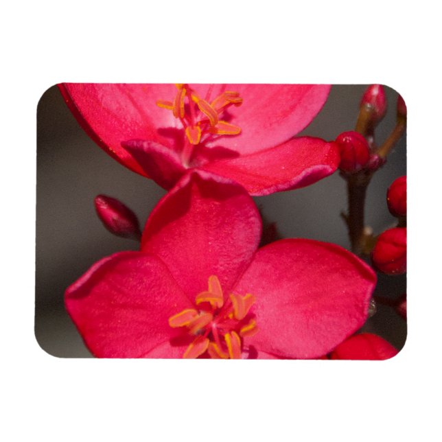 Magnet Flexible Fleurs tropicales rouges et roses de Fidji (Horizontal)