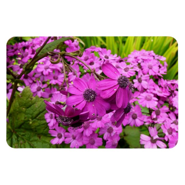 Magnet Flexible Fleurs violettes de San Francisco (Horizontal)