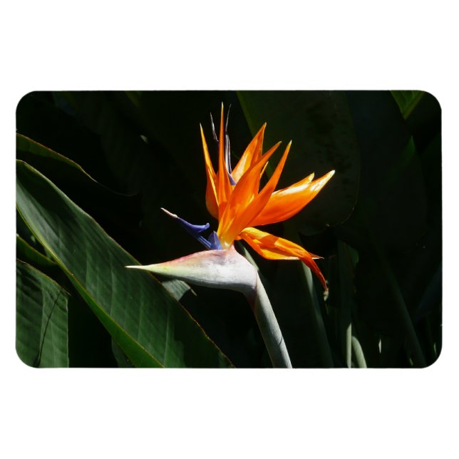 Magnet Flexible Flower tropical orange paradise (Horizontal)