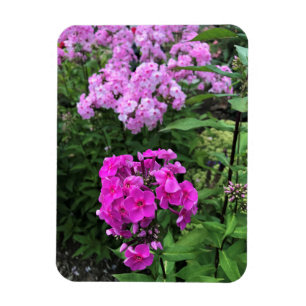 Magnet Flexible Flowers at Château Morrisette Winery, Floyd, VA