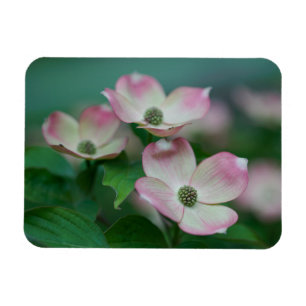 Magnet Flexible Flowers (homonymie)   Blossoms de Dogwood