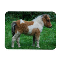 Fluffy Adorable Dartmoor Pony