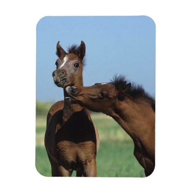 Magnet Flexible Foals Jouer 2 (Vertical)