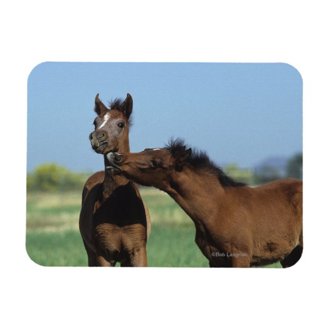 Magnet Flexible Foals Jouer 2 (Horizontal)
