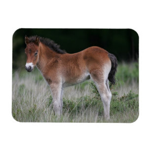 Magnet Flexible Foie debout