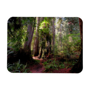 Magnet Flexible Forest   Séquwood Forest California