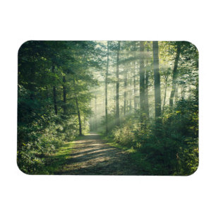 Magnet Flexible Forêt Chemin forestier Hambourg Allemagne