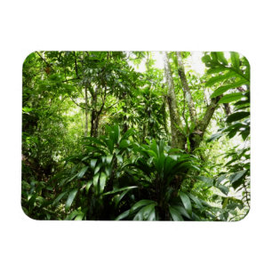 Magnet Flexible Forêt de pluie dominicaine I Nature verte tropical