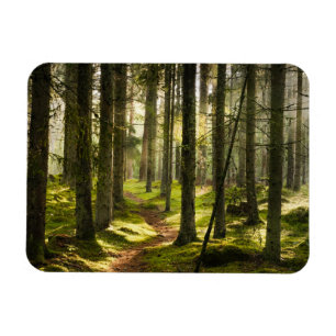 Magnet Flexible Forêt   Forêt boréale Suède