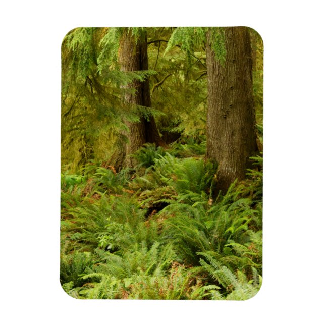 Magnet Flexible Forêt luxuriante et fougères | Ecola State Park, O (Vertical)