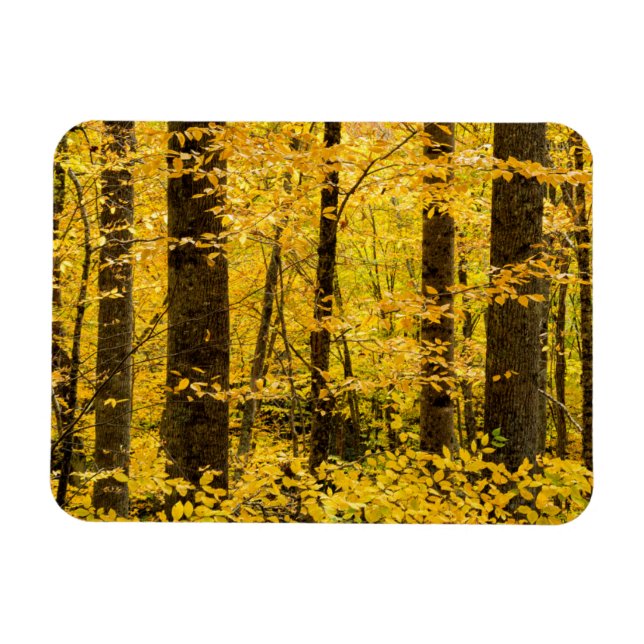 Magnet Flexible Forêt nationale de Pisgah en automne (Horizontal)