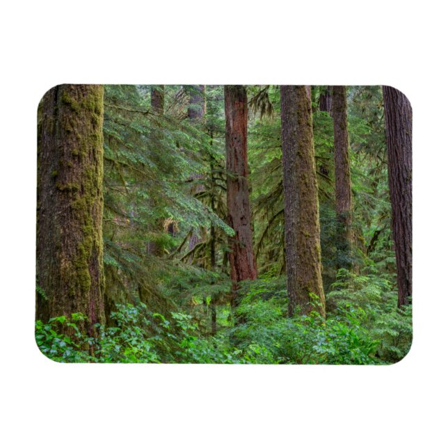 Magnet Flexible Forêt nationale de Willamette | Oregon (Horizontal)