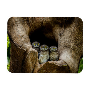 Magnet Flexible Forêt   Trois Chouettes
