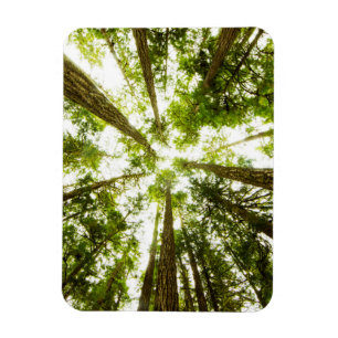Magnet Flexible Forêt tropicale verte luxuriante