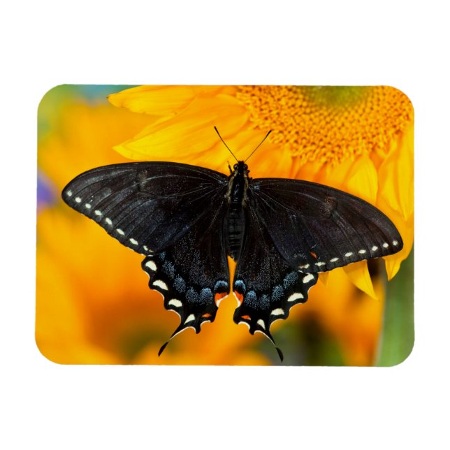 Magnet Flexible Forme noire du papillon de l'Est (Horizontal)