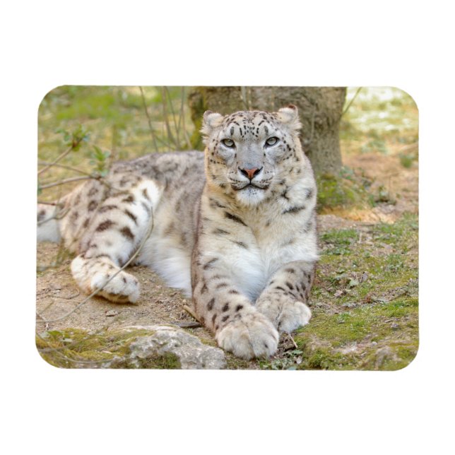 Magnet flexible Foto Katze Schneeleopard , Tiere. (Horizontal)