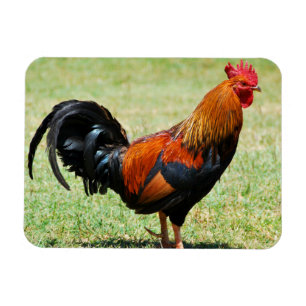Magnet Flexible Fowl de la jungle rouge du coq Kauai Hawaii
