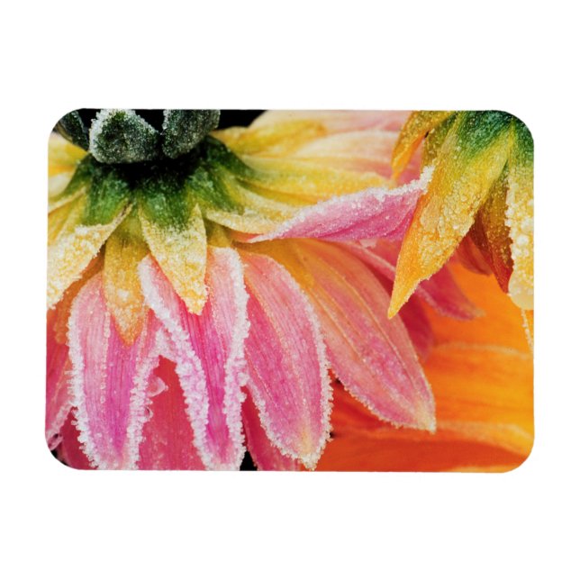 Magnet Flexible Frost sur les dernières fleurs de la chute - Dalhi (Horizontal)