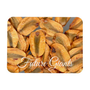 Magnet Flexible Futurs géants, Graines séquoias géantes