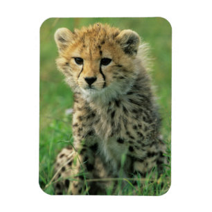 Magnet Flexible Fuzzy Cheetah Cub