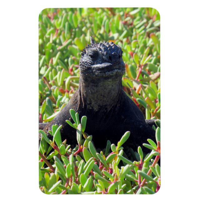 Magnet Flexible galapagos marine iguane vert (Vertical)