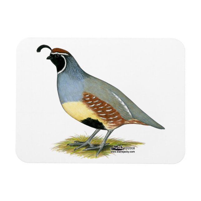 Magnet Flexible Gambel's Desert Quail (Horizontal)