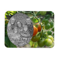 Garden Cherry Tomates Ajouter Votre Photo