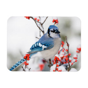 Magnet Flexible Geai bleu dans l'Ilex verticillé