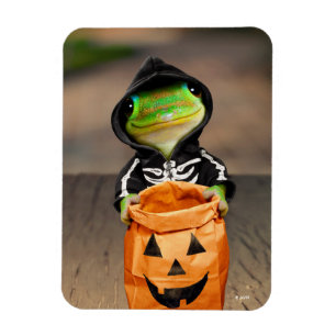 Magnet Flexible Gecko Skeleton