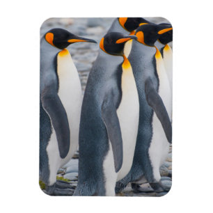 Magnet Flexible Géorgie du Sud. Pingouins