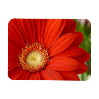 Magnet Flexible Gerbera