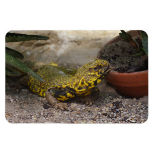 Magnet Flexible Géyri d'Uromastyx