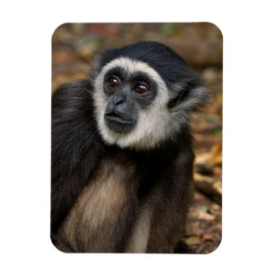 Magnet Flexible Gibbon à mains blanches (Hylobates Lar), Monkeylan