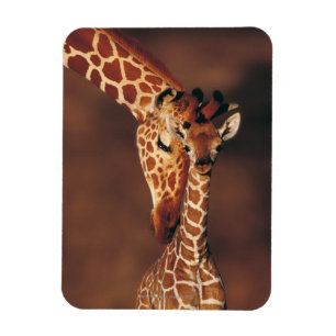 Magnet Flexible Girafe adulte avec le veau (camelopardalis de
