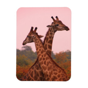 Magnet Flexible Girafe au ciel rose