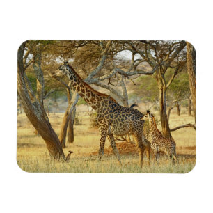 Magnet Flexible Girafe femelle adulte et juvénile, Giraffa