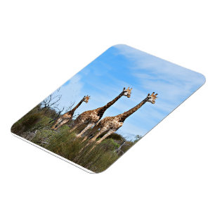 Magnet Flexible Girafes dans la lumière douce de la savane