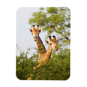 Magnet Flexible Girafes dépassant la végétation