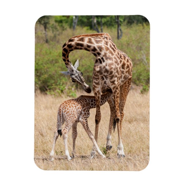 Magnet Flexible Giraffe Mère et bébé au Kenya (Vertical)