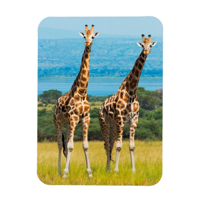 Magnet Flexible Giraffes sur la Savanna, Ouganda (Vertical)