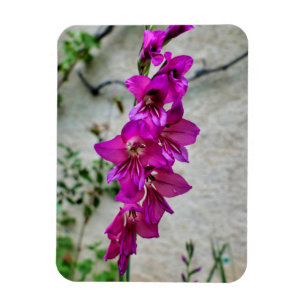 Magnet Flexible Gladiolus byzantin