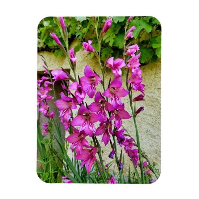 Magnet Flexible Gladiolus byzantin (Vertical)