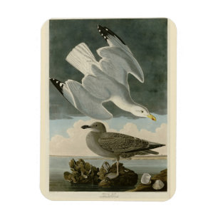 Magnet Flexible Goéland argenté des oiseaux américains de John Aud